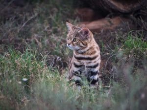 Chi è il gatto dai piedi neri, il felino più &#8220;letale&#8221; del mondo