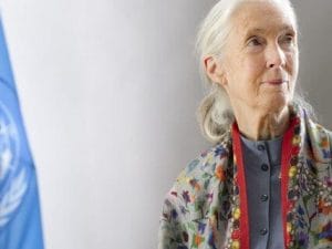 jane-goodall-300x225.jpg