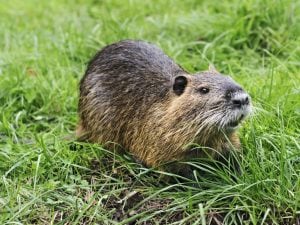 nutria-300x225.jpg