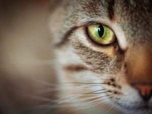 ochi-gatto-300x225.jpg