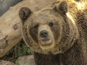 L&#8217;orsa F3 ha perso il radiocollare appena una settimana dopo essere stata liberata in natura