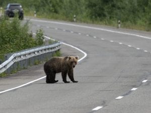 orso-strada-300x225.jpg