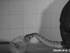 serpente-velenoso-300x225.jpg