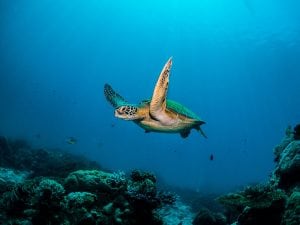 La tartaruga verde non è più a rischio di estinzione. Il WWF: &#8220;Vittoria, ora però non abbassiamo la guardia&#8221;