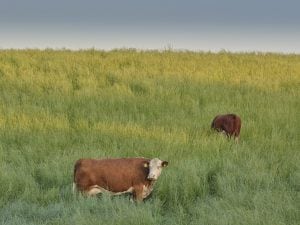 toro-300x225.jpg