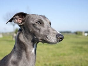 whippet-300x225.jpg