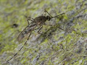 zanzara-Culiseta-annulata-300x225.jpg