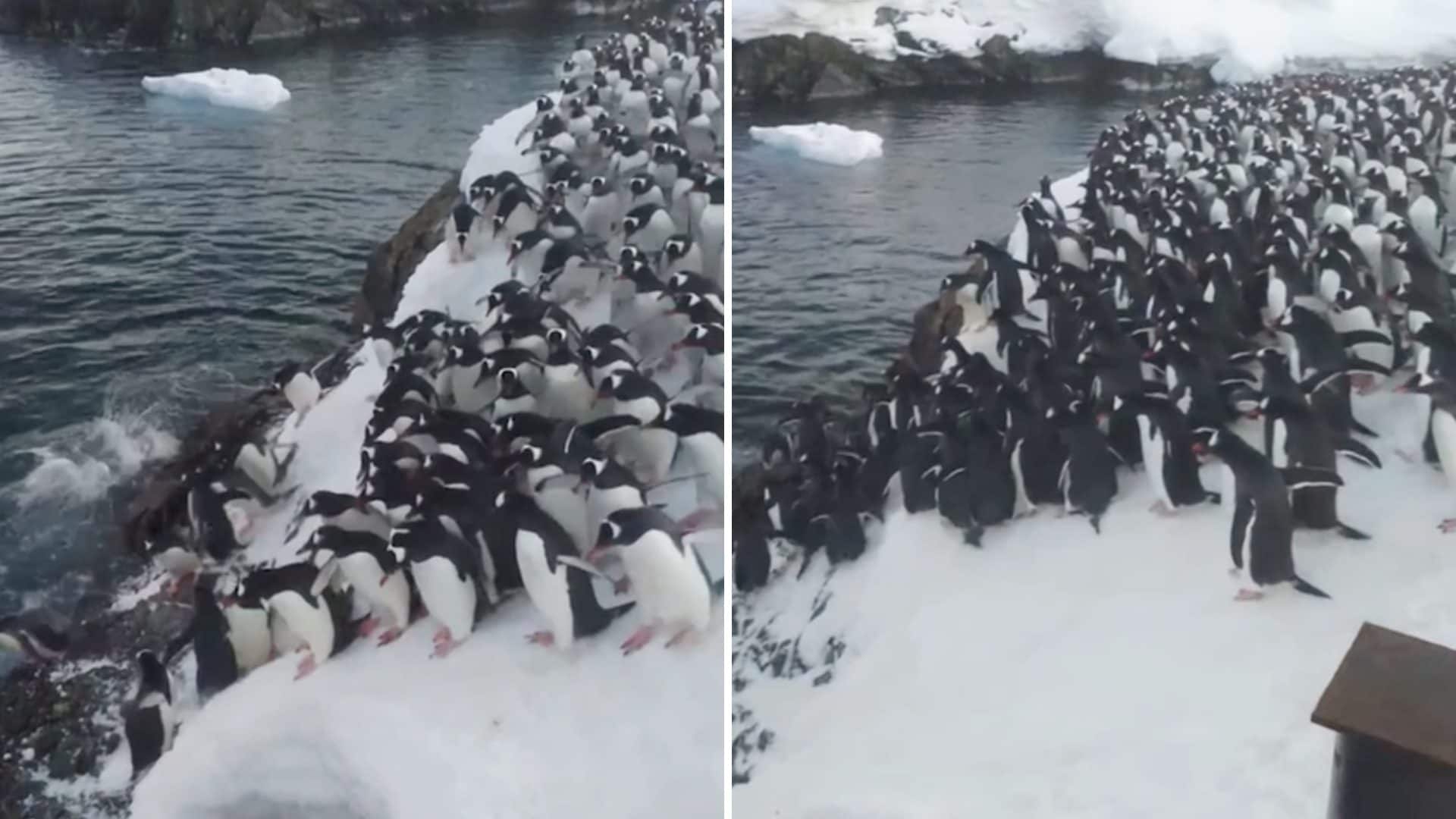 Pinguini Imperatore Con Pulcino Immagine Stock - Immagine di antartide