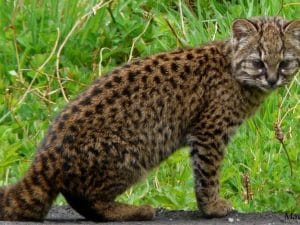 Chi è il kodkod, il felino che sembra un misto tra un gatto e un leopardo