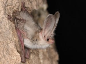 PM-Plecotus-turkmenicus-c-C.DietzD85_1210-300x225.jpg