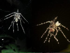 I ragni che creano delle copie giganti di loro stessi per ingannare i predatori
