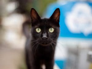 gatto-nero-300x225.jpg