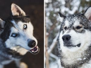 hysky-e-malamute-300x225.jpg