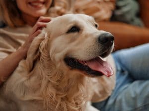 Che differenza c&#8217;è tra animali domestici, da compagnia e d&#8217;affezione: perché si usano questi termini e cosa significano