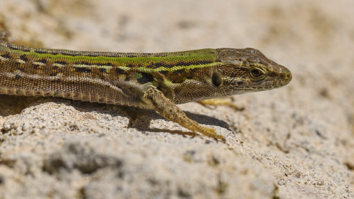 Chi Sono Gli Animali A Sangue Freddo Caratteristiche Ed Elenco Delle 