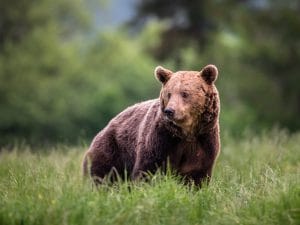 orso-bruno-300x225.jpg