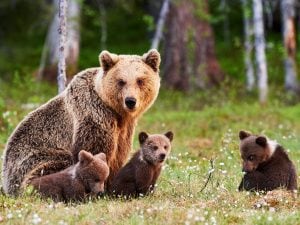 orso-cuccioli-300x225.jpg