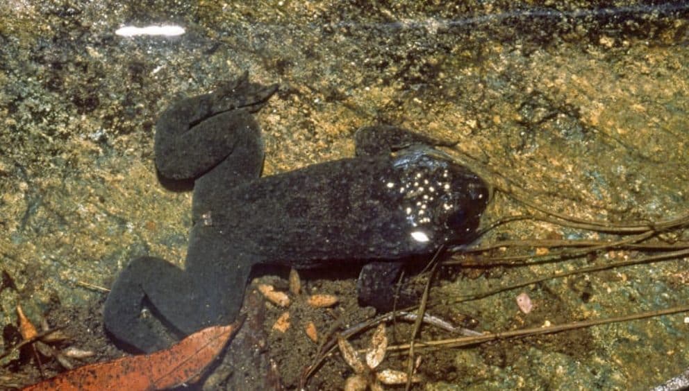 La rana che partoriva dalla bocca: in pochi l'hanno incontrata e ora c ...