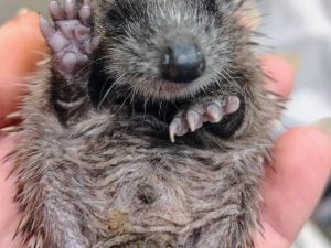 Decine di cuccioli di riccio ricoverati al Cras di Genova: rischiano di morire a causa delle temperature