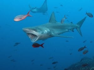 squalo-delle-galapagos-1762971256106-300x225.jpg
