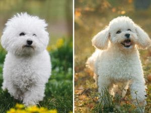 Bichon-Frise-e-barboncino-300x225.jpg