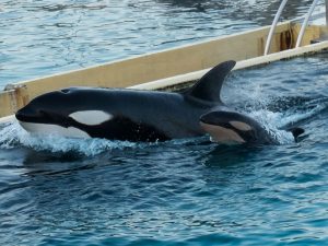 Di nuovo incerto il destino delle orche Wikie e Keijo: la Francia blocca il trasferimento