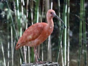 Ibis-scarlatto-al-parco-Natura-Viva-ph-archivio-parco-Natura-Viva-300x225.jpeg