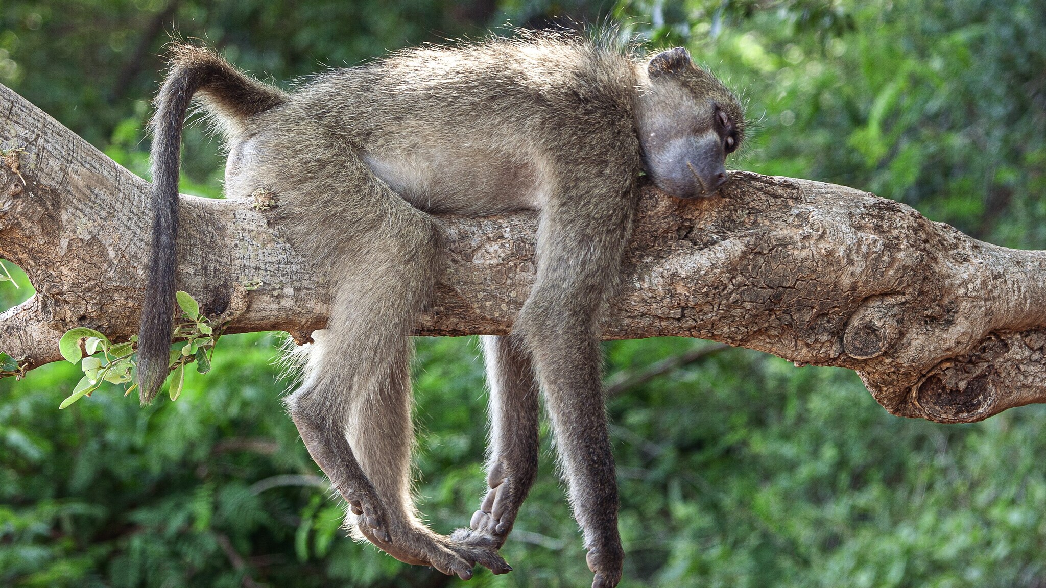 Quando il potere logora e toglie il sonno a chi ce l’ha: i babbuini dominanti dormono meno e peggio degli altri