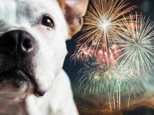 Animali e botti: perché ho smesso di sparare i fuochi d’artificio a Capodanno