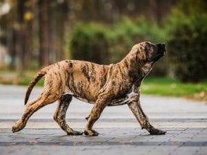 Chi sono i cani tigrati: razze e come si forma questo particolare mantello