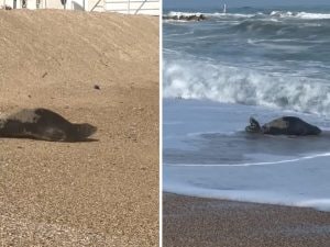 La foca monaca “passeggia” in spiaggia la vigilia di Natale: il video dell’avvistamento nelle Marche