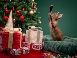 gatto-albero-di-natale-300x225.jpg