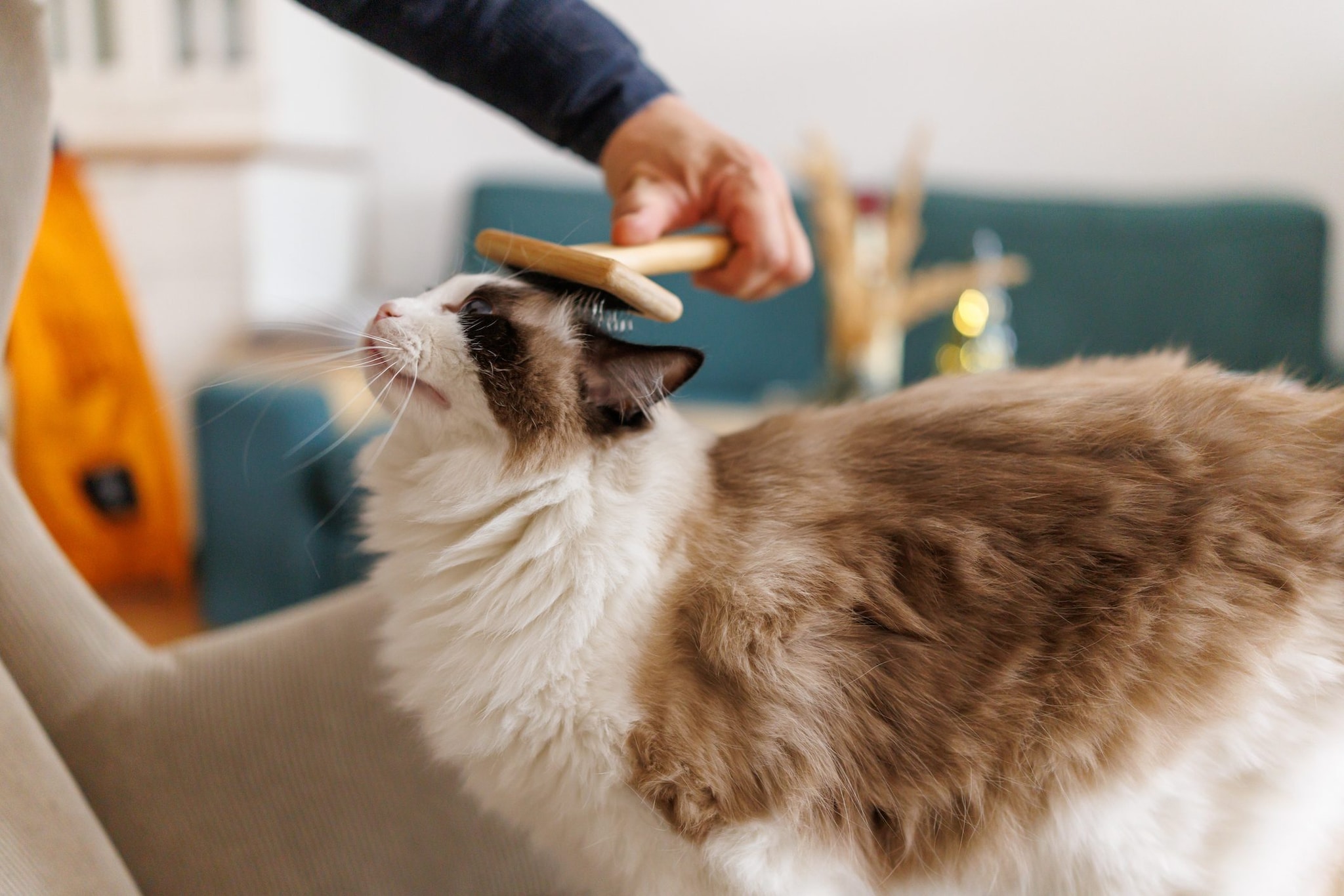 deflacam gatto a cosa serve