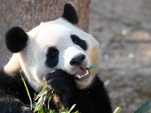 La diplomazia dei panda non si ferma: altri due animali in arrivo dalla Cina a Parigi