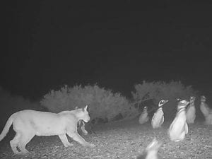 I puma in Patagonia hanno iniziato a cacciare i pinguini e a comportarsi in modo strano