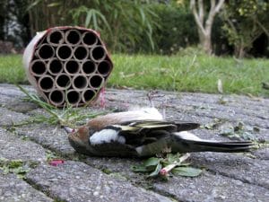 Cervi, lupi, orsi: l’impatto dei botti di Capodanno sulla fauna selvatica