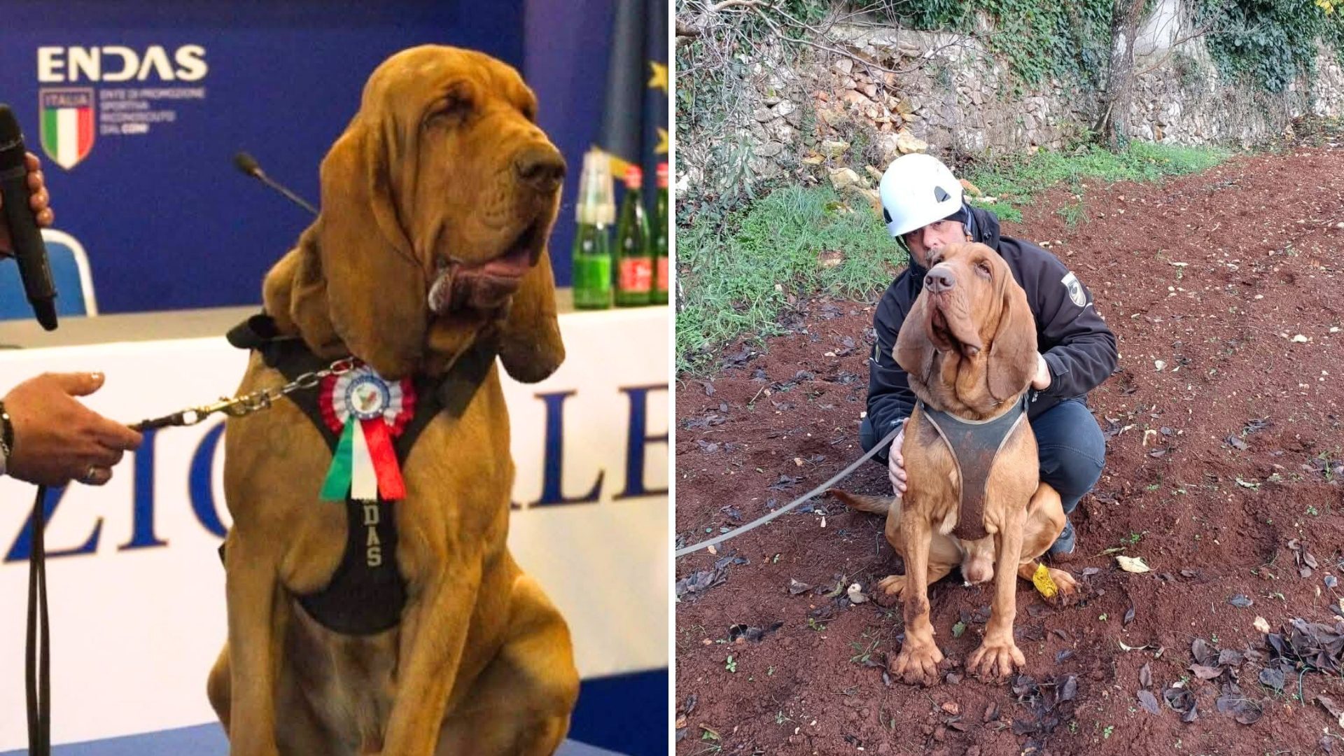 Il cane eroe Bruno non è stato ucciso: il suo conduttore e istruttore è ...