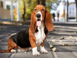 basset-300x225.jpg