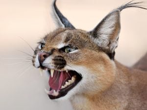 caracal-primo-piano-300x225.jpg