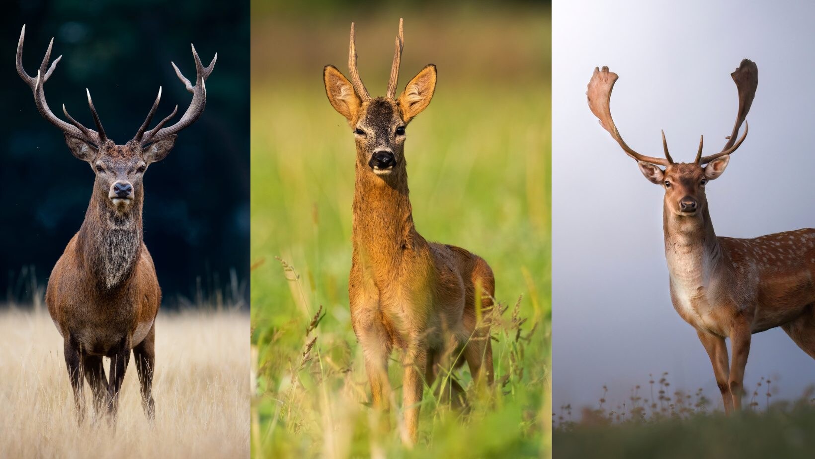 Che differenza c’è tra cervo, capriolo e daino: come distinguere i tre cervidi più comuni