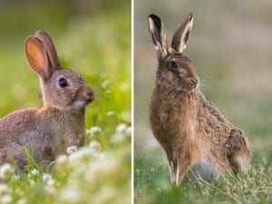 coniglio-e-lepre-300x225.jpg