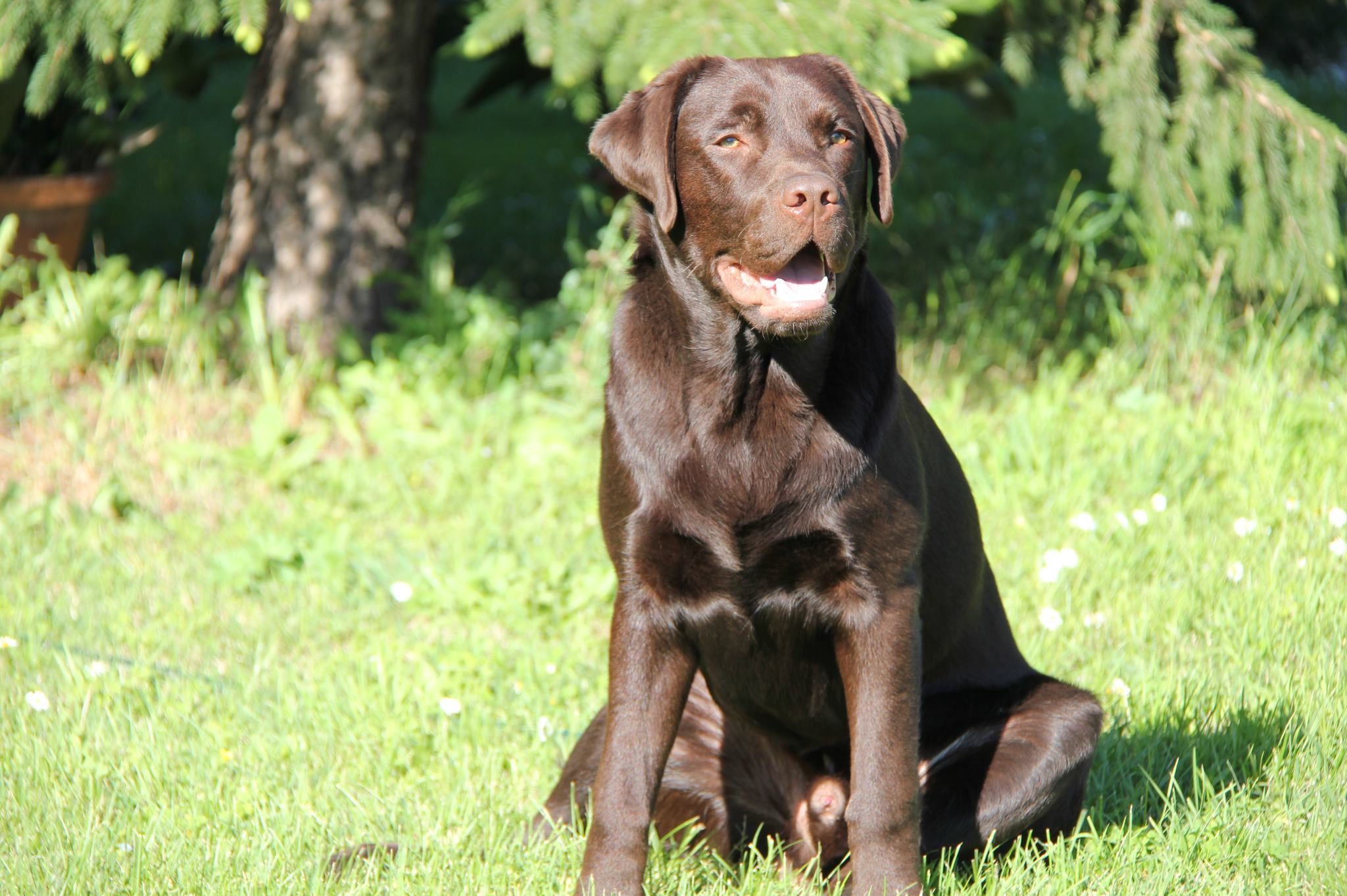 Addio a Rocky, il cane eroe dei Vigili del Fuoco: aveva partecipato ...