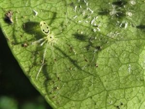 Chi è il “ragno sorridente”, l’aracnide con lo smiley sul dorso