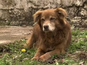 A San Paolo si potranno seppellire i cani nelle tombe di famiglia grazie alla legge che prende il nome da Bob “il becchino”