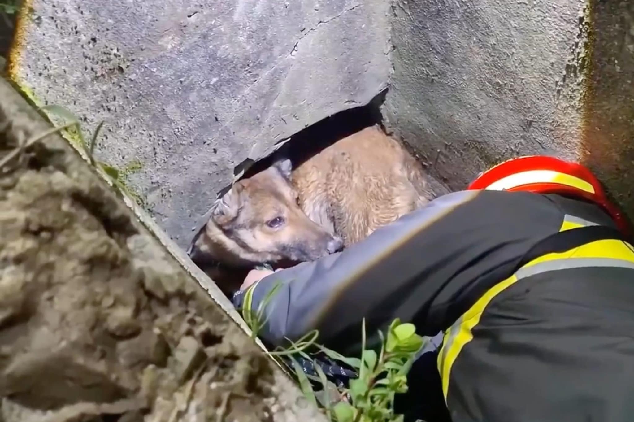 Cane intrappolato in un cunicolo tra fango e detriti: il video del ...