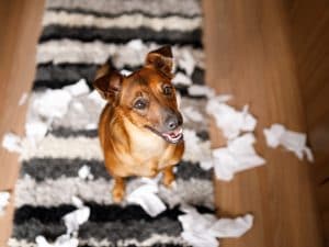 Cosa significa quando il cane mangia la carta: perché lo fa e cosa succede