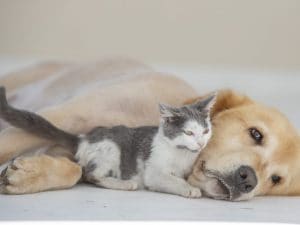 Apre un ambulatorio veterinario sociale nel municipio Roma Centro per persone con fragilità economiche