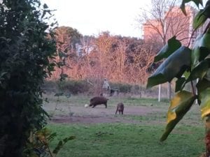 Il video dei cinghiali che “giocano” a pallone in un campetto di Roma racconta molto su questi animali