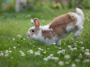 Perché i conigli saltano quando sono felici: cosa sono i “binky” e cosa vogliono comunicare