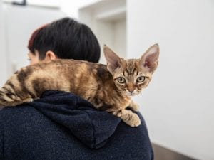 Perché il gatto salta improvvisamente sulle tue spalle